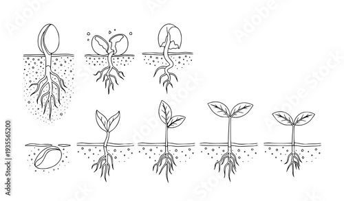 A vector graphic illustration showing the growth stages of a plant from seed to sprout