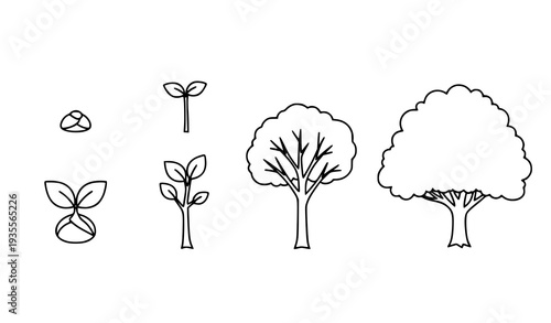 A minimalist vector graphic illustrating the growth stages of a tree from seed to maturity