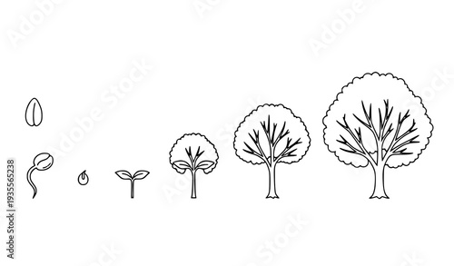 A vector graphic illustrating the growth stages of a tree from seed to maturity