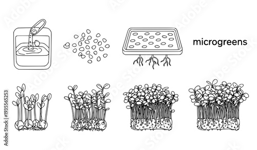 A vector graphic illustration of the growth stages of microgreens from seed to harvest