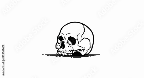 A black and white illustration of a human skull