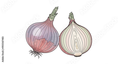 Whole and Peeled Onion Bulbs Illustration.