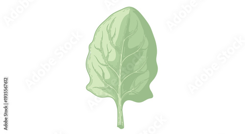Single Green Leaf Isolated on White.