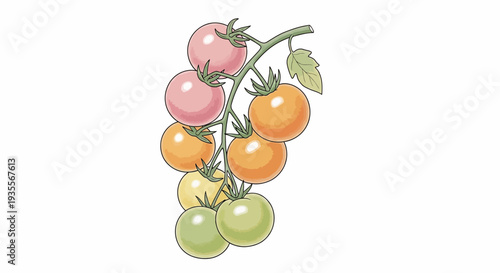Colorful Tomatoes on Vine Branch.