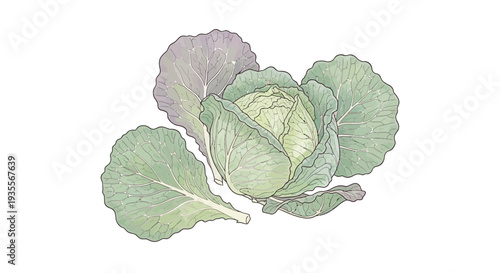 Cabbage Head with Green Leaves.