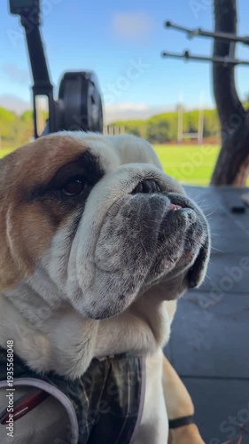 Adorable sleepy bulldog showing tongue near gym apparatus