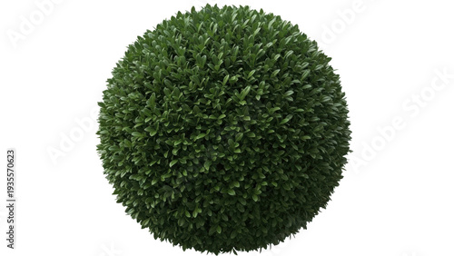 Photography Isolated topiary ball plant for landscaping, outdoor decoration, garden, or yard decor
