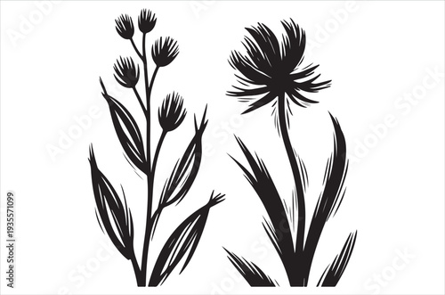 Black and white illustration of two distinct flowering plant arrangements