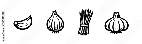Culinary allium ingredients. Hand drawn sketch of garlic clove, onion, and chives bunch.