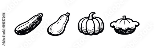 Hand drawn illustrations of zucchini, pumpkin, and pattypan squash.