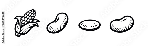 Hand drawn corn, kidney beans, lentils, and other legumes.