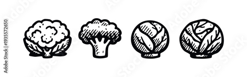 Hand drawn collection of cauliflower, broccoli, and cabbage.