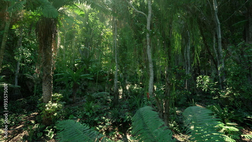Photos Lush green rainforest floor under canopy, dappled sunlight, dense ferns, mosscov