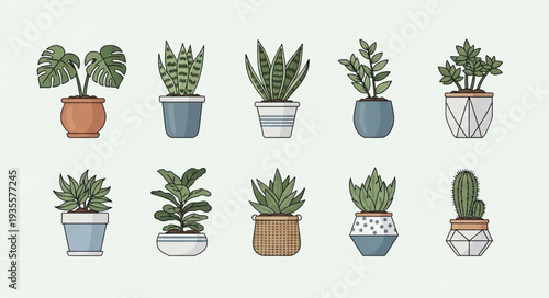 Collection of various potted houseplants in decorative pots.