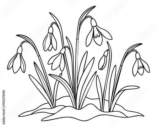 Hand drawn line art illustration of snowdrop flowers depicting early spring bloom for seasonal designs