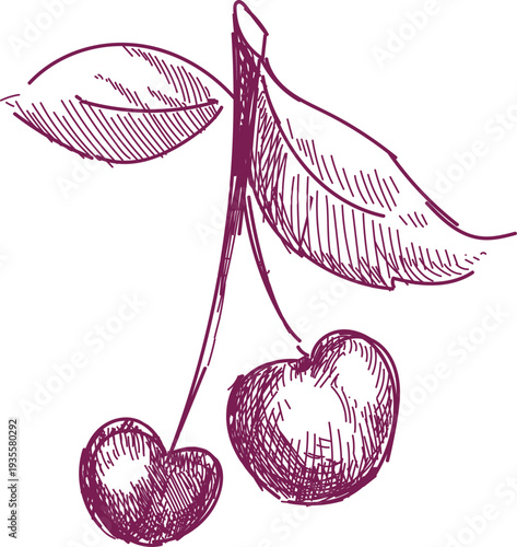 Cherries Sketch