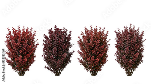 Barberry, Berberis thunbergii, Red shrub, Hedge, Bush, Burgundy foliage, Landscape design. Set of four ornamental Japanese barberry plants isolated on a black background for gardens.