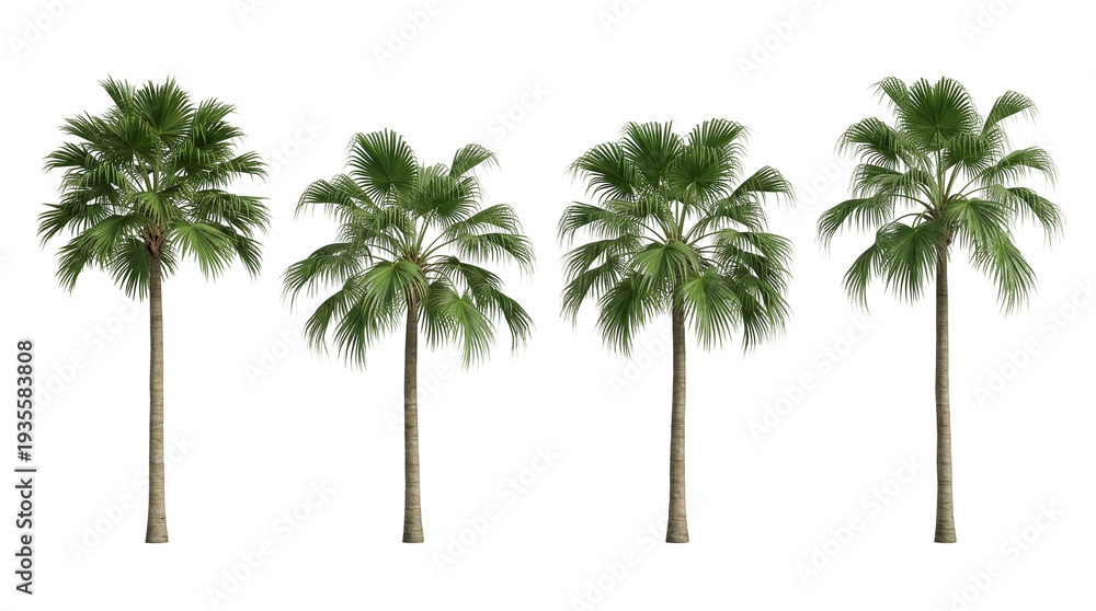 Obraz premium Chinese fan palm, Livistona chinensis, palm tree, tropical foliage, fan-shaped leaves, isolated, black background collection of four 3D rendered trees for landscape architecture design.