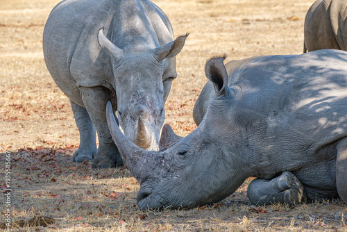 White rhinos, Mosi-oa-Tunya National Park, Zambia