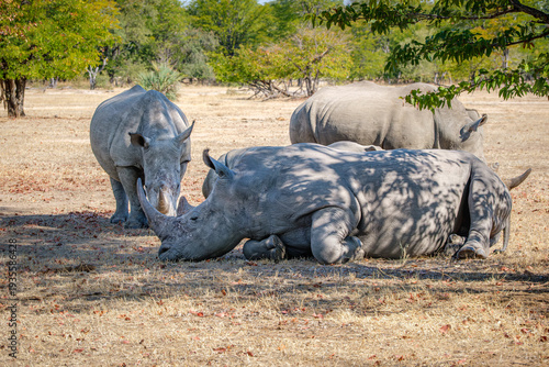 Group of white rhinoceroses in Mosi-oa-Tunya National Park, Zambia