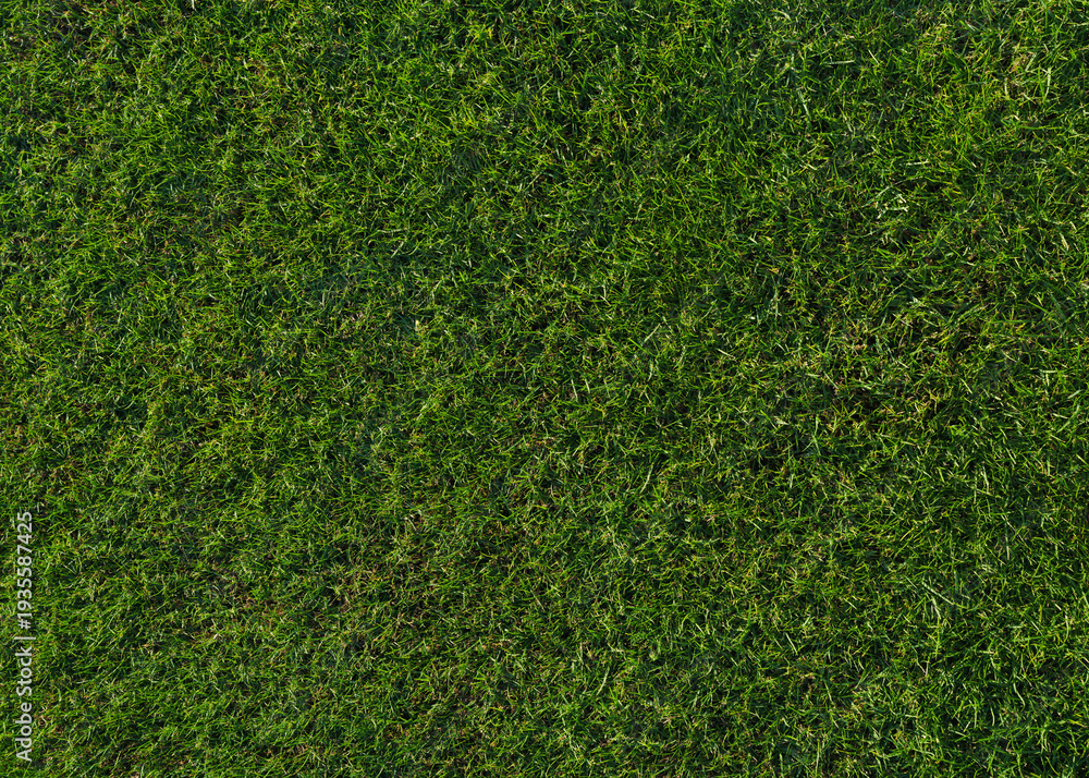 Fototapeta premium green grass texture - well-groomed turf in the garden or soccer stadium