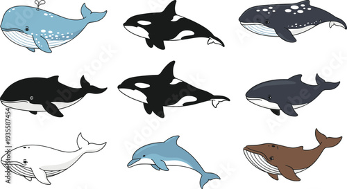 Whale and dolphin collection featuring humpback, orca, blue whale, and bottlenose dolphin swimming isolated on white background flat vector illustration