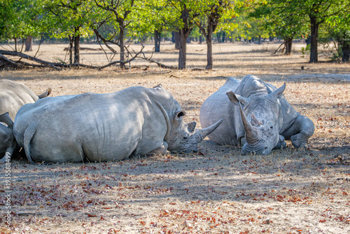 Resting white rhinos in Mosi-oa-Tunya National Park, Zambia