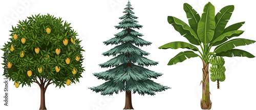 Mango tree with fruits, coniferous pine tree, banana plant with cluster, botanical diversity illustration, agriculture, evergreen species, tropical plants, educational art