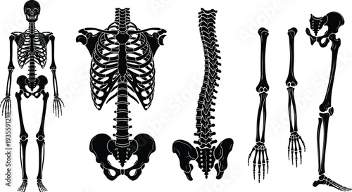 Black Human Skeleton Silhouette Set with Isolated Rib Cage Spinal Column Pelvis and Limbs Bone Anatomy Icons for Medical Education Design