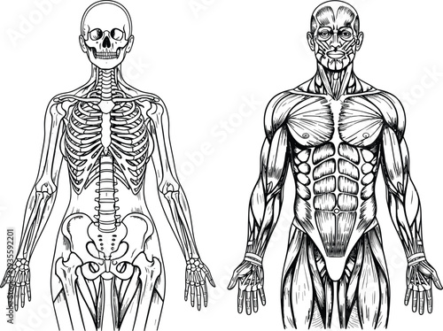 Hand drawn vector illustration of human skeletal system and muscular anatomy side by side on a clean white background for education.