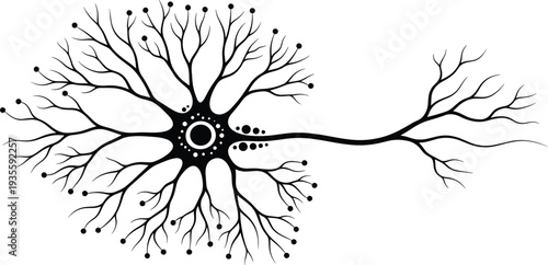 Neuron illustration, brain cell structure, dendrites and axon, nervous system vector art, neuroscience design, medical education resource, biological diagram isolated