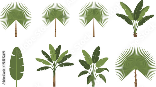 Set of tropical palm trees and banana leaves isolated on white background, green exotic plants collection for summer vacation design and jungle decor.