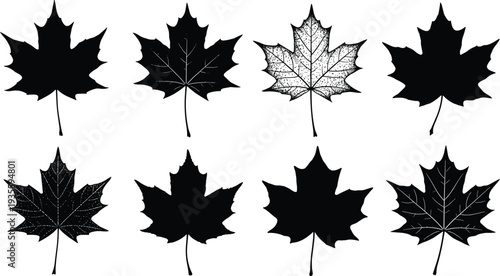 Maple leaf silhouette set, black autumn foliage collection, detailed botanical leaves, isolated nature elements, fall season design vector illustration
