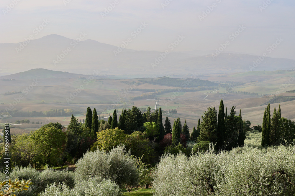 Fototapeta premium Golden Autumn Morning in the Tuscan Countryside near Pienza, Italy
