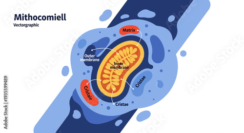 Detailed Vectorgraphic Illustration of a Mitochondrion, the Powerhouse of the Cell, Highlighting its Inner and Outer Membranes, Cristae, and Matrix.