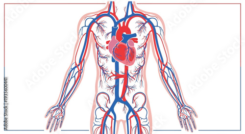 Anatomical illustration of the human circulatory system, highlighting the heart and major arteries and veins throughout the torso and limbs.