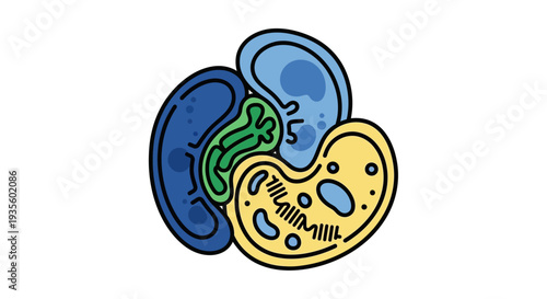 A stylized illustration of three interconnected organelles within a cell, showcasing their distinct structures and vibrant colors.