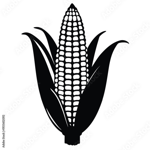 Black and white corn on the cob appears ripe and ready for harvest
