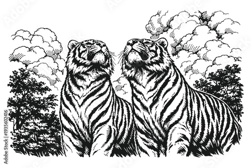Two Majestic Wild Tigers Looking Up in a Forest Environment Hand Drawn Vintage Engraving Style Vector Illustration for Wildlife Conservation