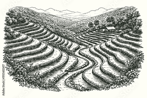 Vintage Woodcut Style Vector Illustration of Scenic Rural Rice Terraces in a Tropical Mountain Valley Landscape with Traditional Farming Fields