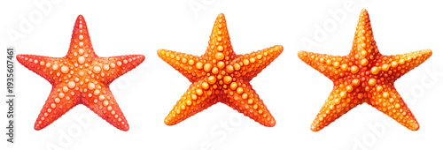A charming watercolor collection of starfish and sea stars for beach decor and coastal design.