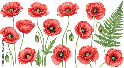 Red Poppy Flower Botanical Collection with Blooming Wild Flowers, Buds and Fern Leaves Natural Floral Vector Illustration Set
