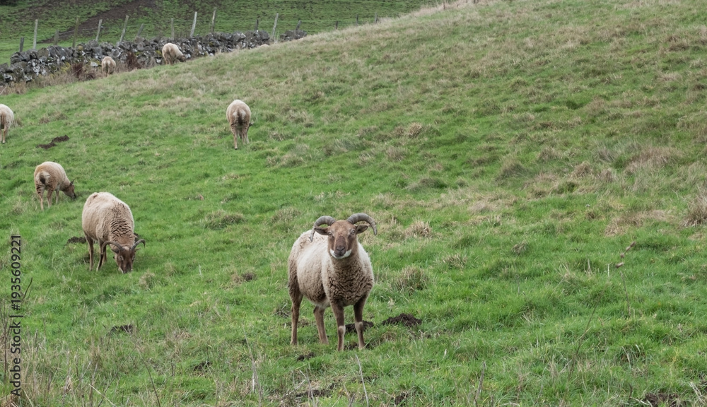 Fototapeta premium Herd of castlemilk moorit sheep grazing in a meadow