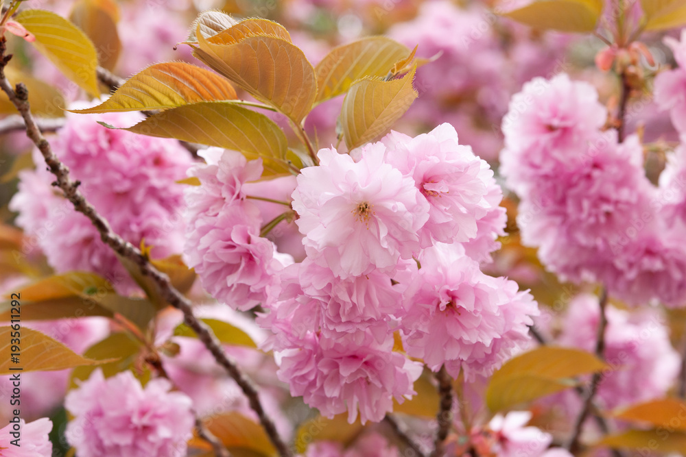 Obraz premium ピンクの八重桜