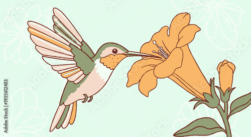 Hummingbird feeding on orange flower with green wings and white body in flight