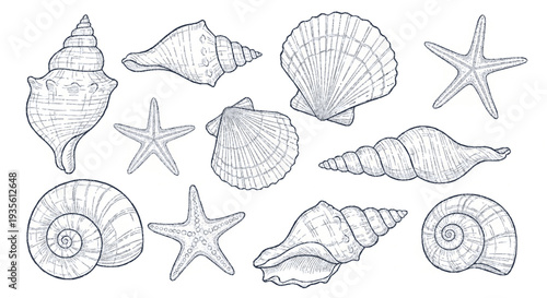 Collection of hand drawn seashells and starfish in various shapes and sizes on white background detailed illustrations