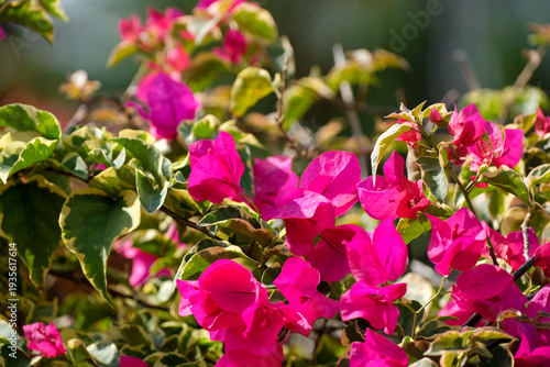 Wallpaper Mural Vibrant pink Bougainvillea flowers in full bloom. Tropical themed design. Torontodigital.ca