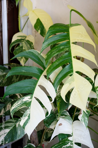 Wallpaper Mural Stunning Epipremnum Pinnatum Albo Variegata in a home garden with high-contrast white variegation and vibrant green foliage Torontodigital.ca