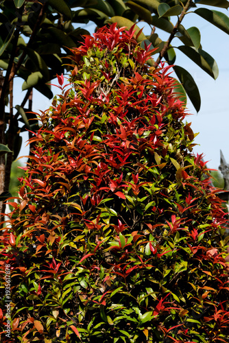 Wallpaper Mural Vibrant Syzygium myrtifolium or red lip plant in a lush home garden with colorful foliage and tropical vibes Torontodigital.ca