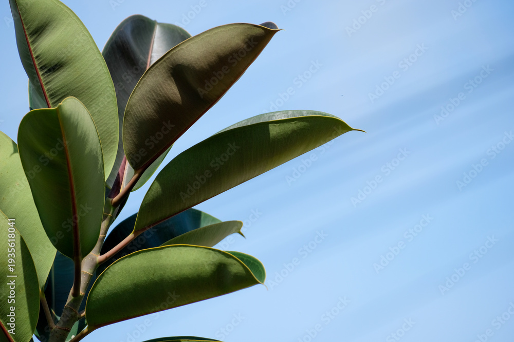 custom made wallpaper toronto digitalStunning Ficus elastica or rubber plant growing in a tropical home garden against a clear blue sky